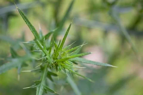 Thistle Stock Photos