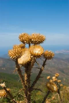 Thistle Stock Photos