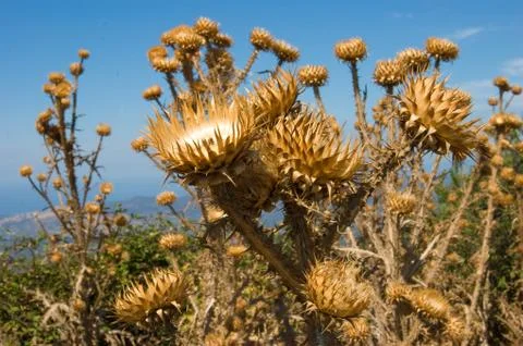 Thistle Stock Photos