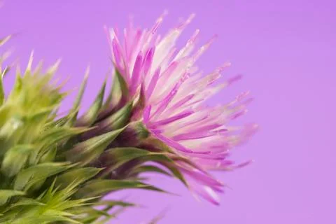 Thistle Stock Photos