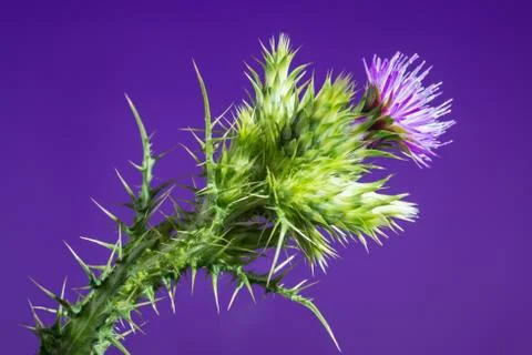 Thistle Stock Photos