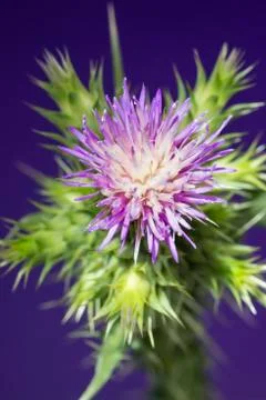 Thistle Stock Photos