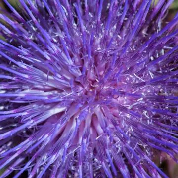 Thistle Stock Photos