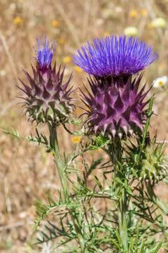 Thistle Stock Photos