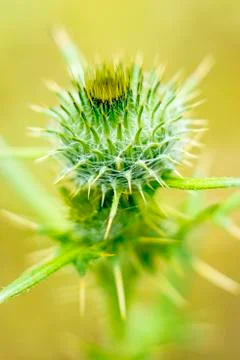 Thistle Stock Photos
