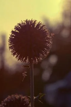 Thistle Stock Photos