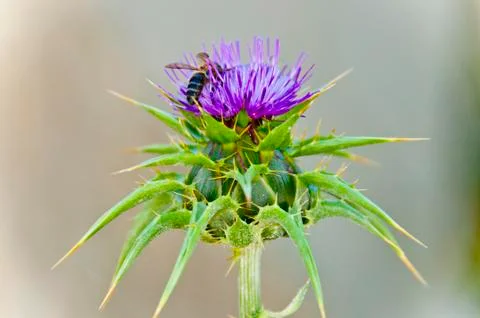 Thistle Stock Photos