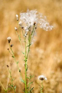 Thistle Stock Photos