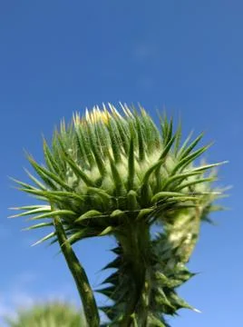 The thistle Stock Photos