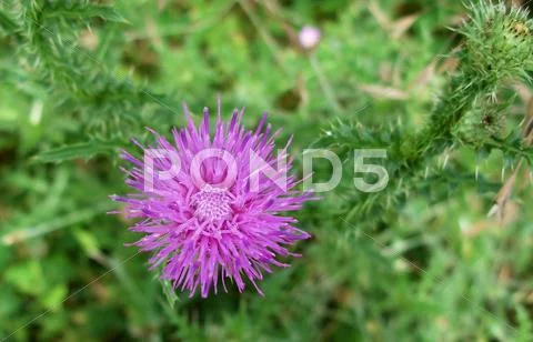 Thistle Stock Photos