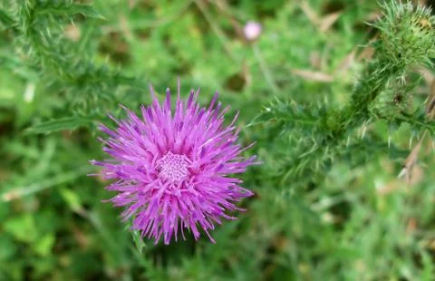 Thistle Stock Photos