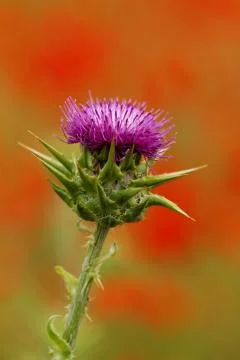 Thistle Stock Photos