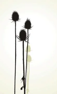 Thistle Stock Photos