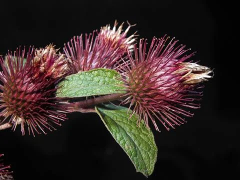 Thistle. Stock Photos