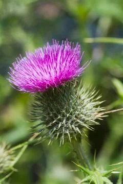 Thistle Stock Photos