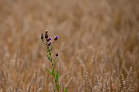 Thistle. Foto stock