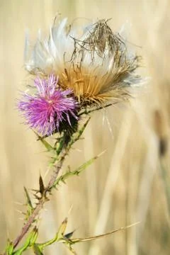 Thistle Stock Photos