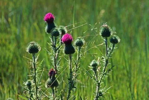 Thistle Stock Photos