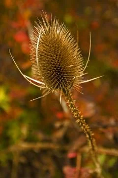 Thistle Stock Photos