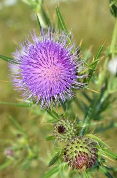 Thistle Foto stock