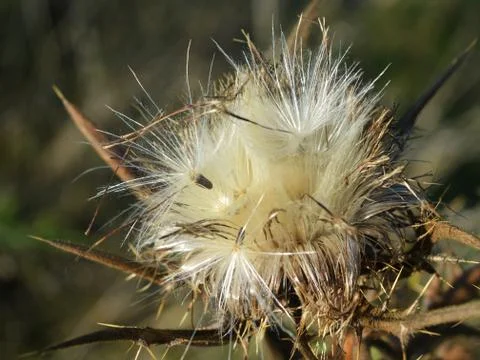 Thistle Stock Photos