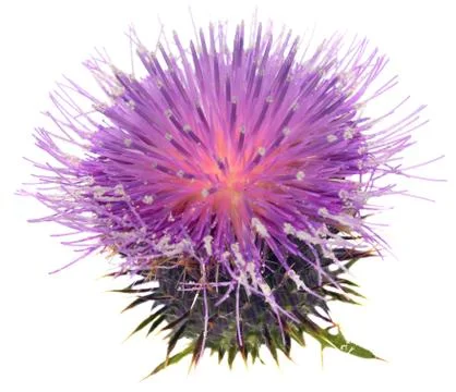 Thistle Stock Photos