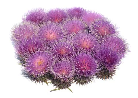 Thistle Stock Photos