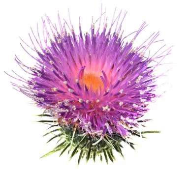 Thistle Stock Photos