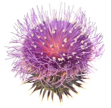 Thistle Foto stock