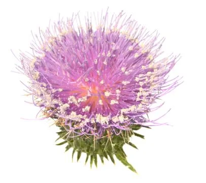 Thistle Stock Photos