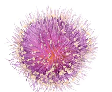 Thistle Stock Photos