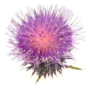 Thistle Stock Photos