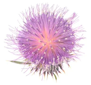 Thistle Stock Photos