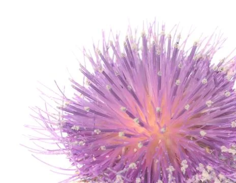 Thistle Stock Photos