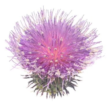 Thistle Stock Photos