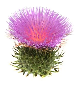Thistle Stock Photos