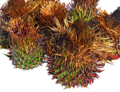 Thistle Stock Photos