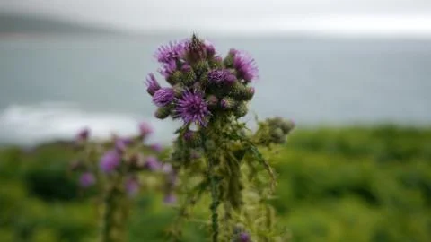 Thistle Stock Photos