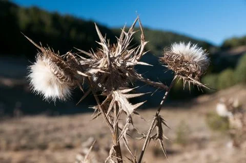 Thistle Stock Photos