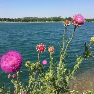 Thistle Stock Photos