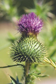 Thistle Stock Photos