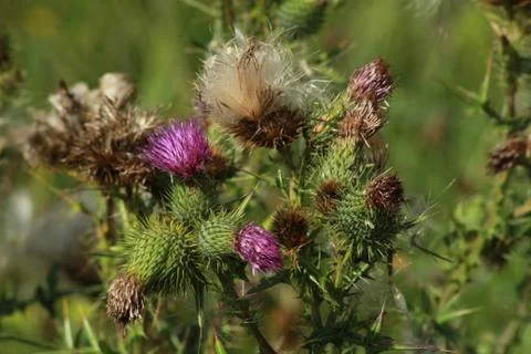 Thistle Stock Photos