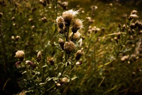 Thistle Fotos Stock