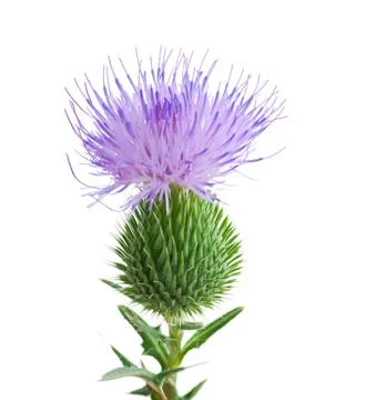 Thistle Stock Photos