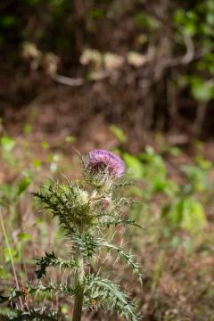 Thistle Stock-Fotos