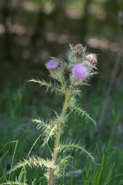 Thistle Stock Photos