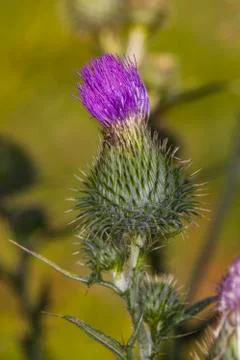 Thistle Stock Photos