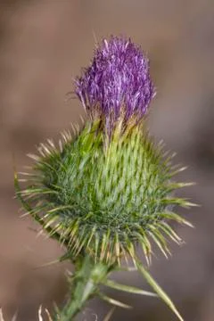 Thistle Stock Photos