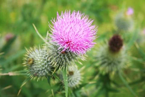 Thistle Foto stock