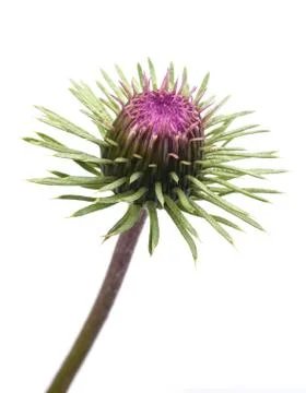 Thistle Stock Photos